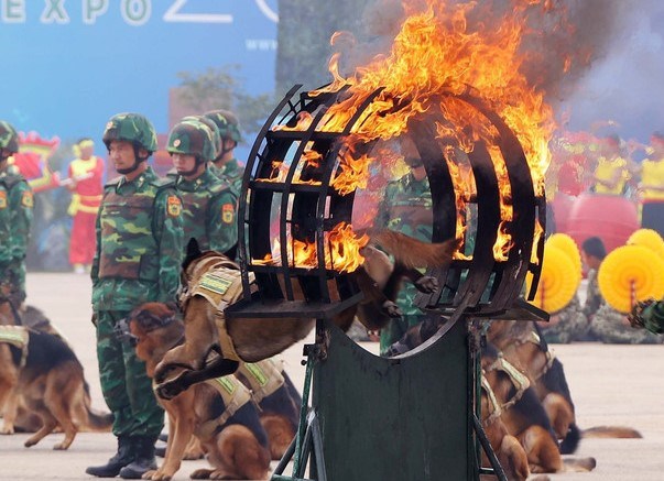 Quân khuyển, lực lượng đặc biệt trình diễn tại Khai mạc triển lãm (29/11/2024)